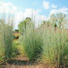501+ Seeds BIG BLUESTEM Seeds Native Tall Grass Prairie Ornamental Heat Cold (Seeds) 501+ Seeds BIG BLUESTEM Seeds Native Tall Grass Prairie Ornamental Heat Cold (Seeds)