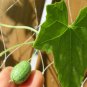 21+ Seeds MOUSE MELON Vegetable Seeds Mexican Sour Gherkin Cucumber Organic Container (Seeds)