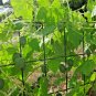 21+ Seeds MOUSE MELON Vegetable Seeds Mexican Sour Gherkin Cucumber Organic Container (Seeds)