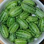 21+ Seeds MOUSE MELON Vegetable Seeds Mexican Sour Gherkin Cucumber Organic Container (Seeds)
