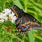 501+ Seeds MOUNTAIN MINT Seeds Native Wildflower Edible Herb Poor Soils Shade (Seeds)