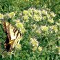 501+ Seeds MOUNTAIN MINT Seeds Native Wildflower Edible Herb Poor Soils Shade (Seeds)