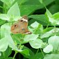501+ Seeds MOUNTAIN MINT Seeds Native Wildflower Edible Herb Poor Soils Shade (Seeds)