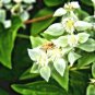 501+ Seeds MOUNTAIN MINT Seeds Native Wildflower Edible Herb Poor Soils Shade (Seeds)