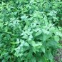 501+ Seeds MOUNTAIN MINT Seeds Native Wildflower Edible Herb Poor Soils Shade (Seeds)