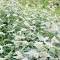 501+ Seeds MOUNTAIN MINT Seeds Native Wildflower Edible Herb Poor Soils Shade (Seeds)