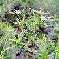 501+ Seeds MOUNTAIN MINT Seeds Native Wildflower Edible Herb Poor Soils Shade (Seeds)