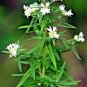 501+ Seeds MOUNTAIN MINT Seeds Native Wildflower Edible Herb Poor Soils Shade (Seeds)