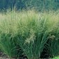 1001+ Seeds SWITCHGRASS Seeds Native Tall Grass Prairie Ornamental Perennial Fast Easy (Seeds)