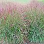 1001+ Seeds SWITCHGRASS Seeds Native Tall Grass Prairie Ornamental Perennial Fast Easy (Seeds)