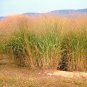 1001+ Seeds SWITCHGRASS Seeds Native Tall Grass Prairie Ornamental Perennial Fast Easy (Seeds)