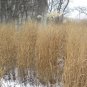 1001+ Seeds SWITCHGRASS Seeds Native Tall Grass Prairie Ornamental Perennial Fast Easy (Seeds)