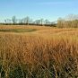 1001+ Seeds SWITCHGRASS Seeds Native Tall Grass Prairie Ornamental Perennial Fast Easy (Seeds)