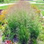 1001+ Seeds SWITCHGRASS Seeds Native Tall Grass Prairie Ornamental Perennial Fast Easy (Seeds)