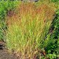 1001+ Seeds SWITCHGRASS Seeds Native Tall Grass Prairie Ornamental Perennial Fast Easy (Seeds)