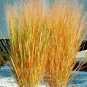 1001+ Seeds SWITCHGRASS Seeds Native Tall Grass Prairie Ornamental Perennial Fast Easy (Seeds)