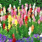 2001+ Seeds SNAPDRAGON TETRA MIX Flower Seeds Spring Fall Garden Patio Container Easy (Seeds) 2001+ Seeds SNAPDRAGON TETRA MIX Flower Seeds Spring Fall Garden Patio Container Easy (Seeds)