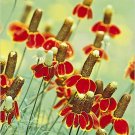 501+ Seeds MEXICAN HAT Flower Seeds Perennial Native Wildflower Heat Cold Easy (Seeds) 501+ Seeds MEXICAN HAT Flower Seeds Perennial Native Wildflower Heat Cold Easy (Seeds)