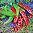 101+ Seeds ANAHEIM CHILI PEPPER Seeds Organic Heirloom Vegetable Garden Container Easy (Seeds) 101+ Seeds ANAHEIM CHILI PEPPER Seeds Organic Heirloom Vegetable Garden Container Easy (Seeds)