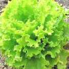 601+ Seeds SALAD Bowl LETTUCE Seeds Organic Vegetable Garden Container Lose Leaf Romain (Seeds) 601+ Seeds SALAD Bowl LETTUCE Seeds Organic Vegetable Garden Container Lose Leaf Romain (Seeds)