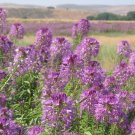 101+ Seeds Rocky Mountain BEE PLANT Seeds Native Wildflower Flower Garden Pollinators (Seeds)