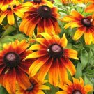 2001+ Seeds GLORIOSA DAISY Seeds Native Wildflower Deer Proof Flower Garden Container (Seeds)