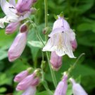 301+ Seeds HAIRY BEARDTONGUE Seeds Native Wildflower Sun Shade Garden Patio Container (Seeds) 301+ Seeds HAIRY BEARDTONGUE Seeds Native Wildflower Sun Shade Garden Patio Container (Seeds)