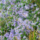 101+ Seeds SKY BLUE ASTER Seeds Perennial Native Wildflower Summer Fall Flower Garden (Seeds) 101+ Seeds SKY BLUE ASTER Seeds Perennial Native Wildflower Summer Fall Flower Garden (Seeds)