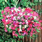 50+ Seeds SWEET PEA Knee High Mix Seeds Baskets Window Boxes Trailing Flowering Garden (Seeds)