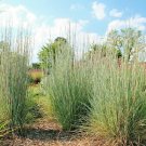 500+ Seeds BIG BLUESTEM Seeds Native Tall Grass Prairie Ornamental Heat Cold (Seeds) 500+ Seeds BIG BLUESTEM Seeds Native Tall Grass Prairie Ornamental Heat Cold (Seeds)
