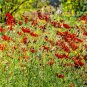 2000+ Seeds Dwarf RED PLAINS COREOPSIS Seeds Native Wildflower Heat Pollinators (Seeds)