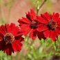 2000+ Seeds Dwarf RED PLAINS COREOPSIS Seeds Native Wildflower Heat Pollinators (Seeds)