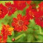 2000+ Seeds Dwarf RED PLAINS COREOPSIS Seeds Native Wildflower Heat Pollinators (Seeds)
