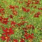 2000+ Seeds Dwarf RED PLAINS COREOPSIS Seeds Native Wildflower Heat Pollinators (Seeds)
