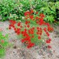 2000+ Seeds Dwarf RED PLAINS COREOPSIS Seeds Native Wildflower Heat Pollinators (Seeds)