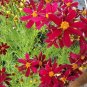 2000+ Seeds Dwarf RED PLAINS COREOPSIS Seeds Native Wildflower Heat Pollinators (Seeds)