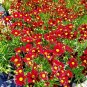 2000+ Seeds Dwarf RED PLAINS COREOPSIS Seeds Native Wildflower Heat Pollinators (Seeds)