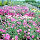 301+ Seeds DIANTHUS COTTAGE PINKS Seeds Fragrant Garden Container Easy (Seeds) 301+ Seeds DIANTHUS COTTAGE PINKS Seeds Fragrant Garden Container Easy (Seeds)
