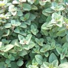 301+ Seeds TRUE GREEK OREGANO Herb Seeds Organic Garden Container Perennial Heat Cold (Seeds) 301+ Seeds TRUE GREEK OREGANO Herb Seeds Organic Garden Container Perennial Heat Cold (Seeds)