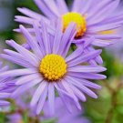 101+ Seeds SMOOTH BLUE ASTER Seeds Perennial Native Wildflower Fall Flowers Pollinators (Seeds) 101+ Seeds SMOOTH BLUE ASTER Seeds Perennial Native Wildflower Fall Flowers Pollinators (Seeds)