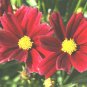 2001+ Seeds Dwarf RED PLAINS COREOPSIS Seeds Native Wildflower Heat Pollinators (Seeds)