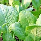 601+ Seeds TENDERGREEN MUSTARD Seeds Organic Spring Fall Garden Container Greens Easy (Seeds) 601+ Seeds TENDERGREEN MUSTARD Seeds Organic Spring Fall Garden Container Greens Easy (Seeds)