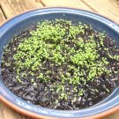 501+ Seeds WATERCRESS Seeds Organic Non Gmo Indoors Container Shade Garden Herb Easy (Seeds) 501+ Seeds WATERCRESS Seeds Organic Non Gmo Indoors Container Shade Garden Herb Easy (Seeds)