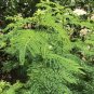 300+ Seeds ILLINOIS BUNDLE FLOWER Native Wildflower Poor Soils Heat Cold Dried Flowers (Seeds)