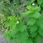 300+ Seeds ILLINOIS BUNDLE FLOWER Native Wildflower Poor Soils Heat Cold Dried Flowers (Seeds)