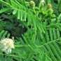 300+ Seeds ILLINOIS BUNDLE FLOWER Native Wildflower Poor Soils Heat Cold Dried Flowers (Seeds)