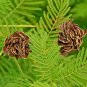 300+ Seeds ILLINOIS BUNDLE FLOWER Native Wildflower Poor Soils Heat Cold Dried Flowers (Seeds)
