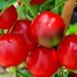 101+ Seeds Hot Red CHERRY PEPPER Seeds Organic Vegetable Garden Patio Container Easy (Seeds)