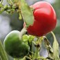 101+ Seeds Hot Red CHERRY PEPPER Seeds Organic Vegetable Garden Patio Container Easy (Seeds)