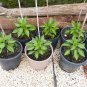 101+ Seeds Hot Red CHERRY PEPPER Seeds Organic Vegetable Garden Patio Container Easy (Seeds)